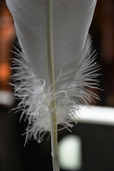 Fabian Fröhlich, Naturkundemuseum Berlin, Feder