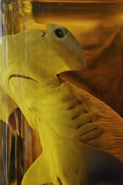 Fabian Fröhlich, Naturkundemuseum Berlin, Nasspräparat, Hammerhai