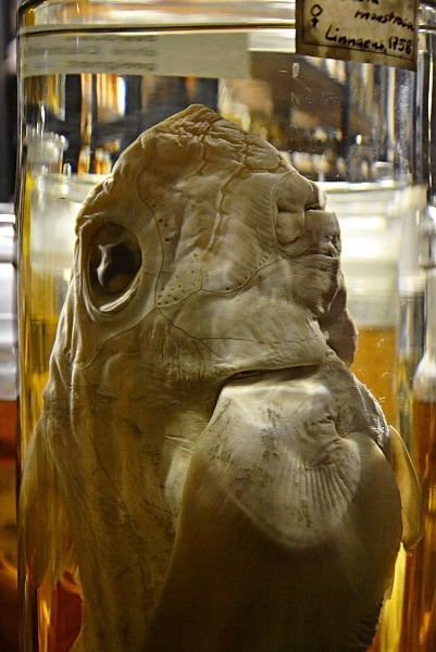 Fabian Fröhlich, Naturkundemuseum Berlin, Nasspräparat