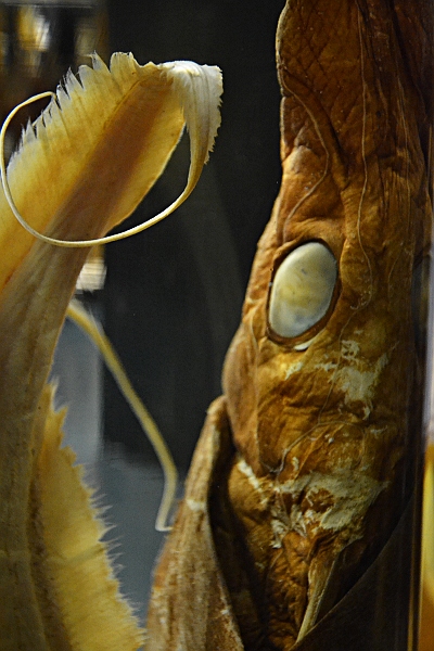 Fabian Fröhlich, Naturkundemuseum Berlin, Nasspräparat