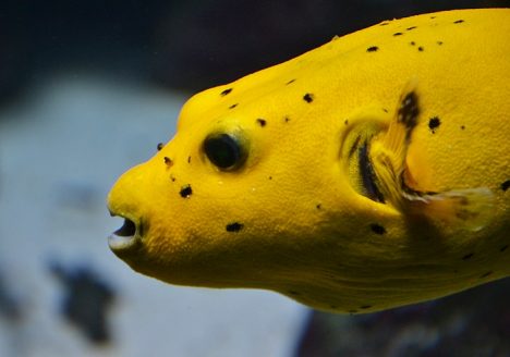 Fabian Fröhlich, Berlin Zoo, Aquarium, Kugelfisch