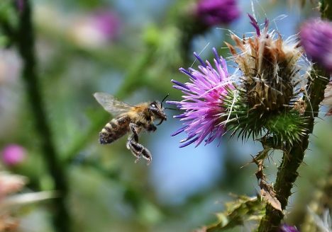 Kristina Buch, The Lover, Biene, documenta 13, Fabian Fröhlich, Kassel