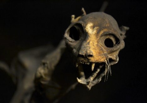 Katzenmumie, Natuurhistorisch Museum Maastricht