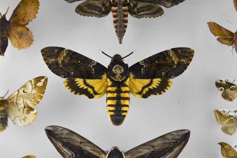 Totenkopfschwärmer, Natuurhistorisch Museum Maastricht