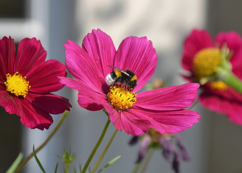 Neuer Garten, Orangerie, Hummel, Fabian Fröhlich