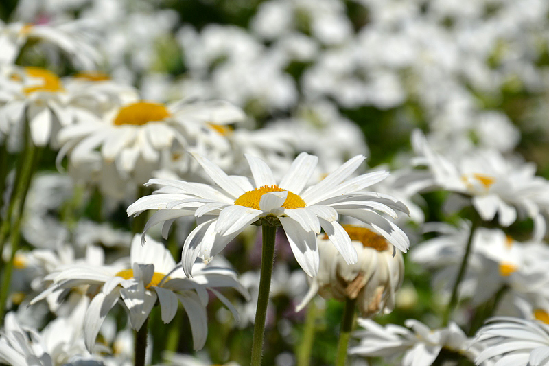 Planten un Blomen, Margeriten, Hamburg