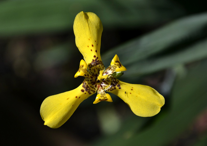 Trimezia steyermarkii, Trimezie, Botanischer Garten Berlin