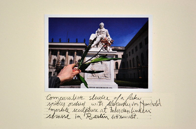 8. Berlin Biennale, Museen Dahlem, Alberto Baraya, Comparative Studies, Herbarium of Artificial Plants