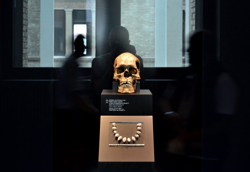 Homo aurignacensis Hauseri, Neues Museum, Museum für Vor- und Frühgeschichte