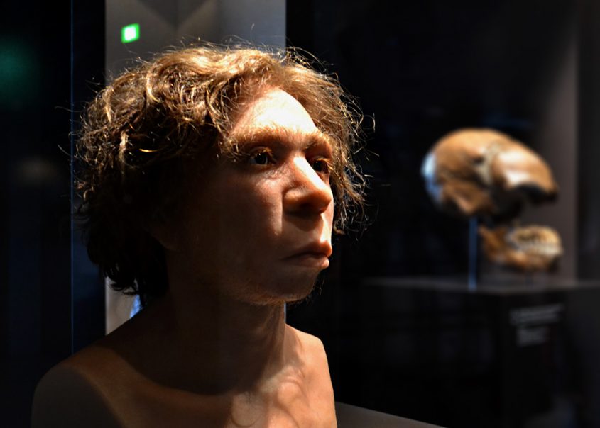 Homo aurignacensis Hauseri, Neues Museum, Museum für Vor- und Frühgeschichte, Rekonstruktion eines Neanderthalers (Schädel von Le Moustier)
