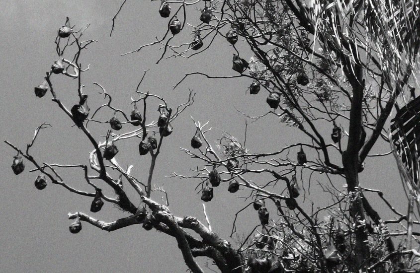 Flughunde im Royal Botanical Gardens