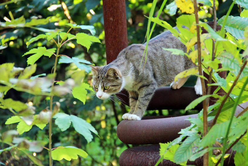Reichenow, katze