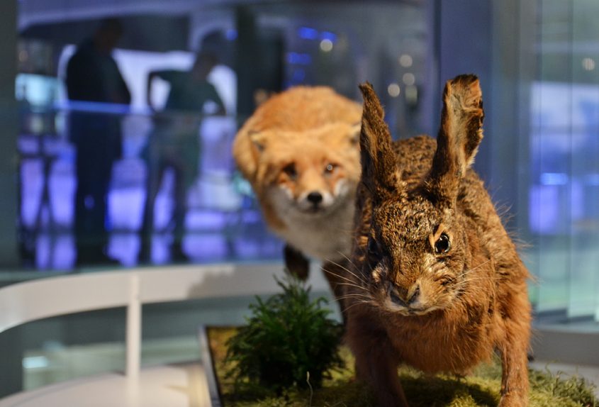 Archäogisches Museum Chemnitz, Fuchs und Hase, Eiszeit