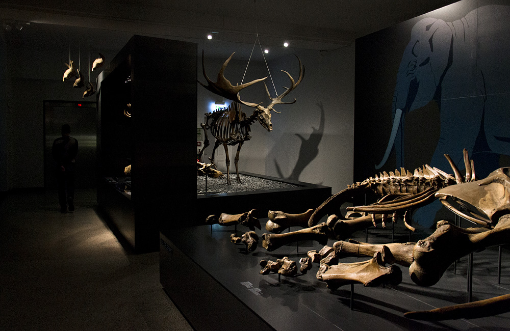 Hessisches Landesmuseum Darmstadt, Megaloceros giganteus