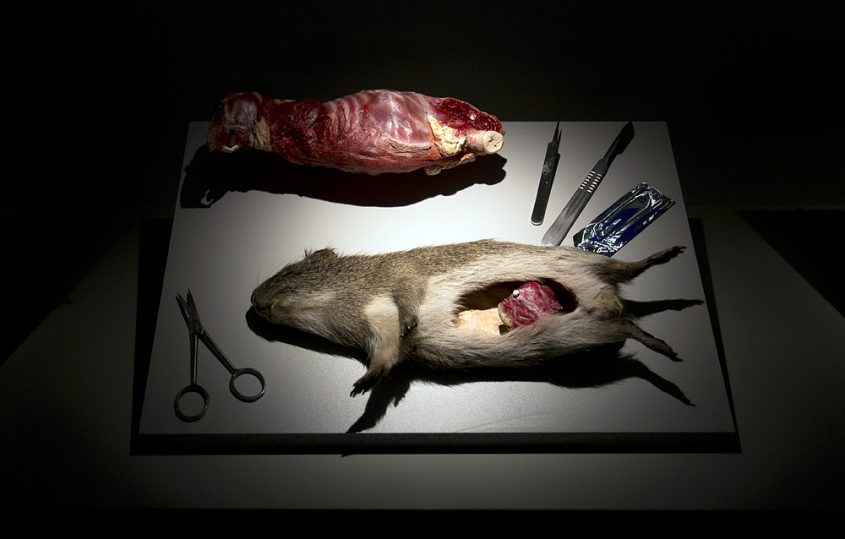 Hessisches Landesmuseum Darmstadt, Präparation eines Wildmeerschweinchens