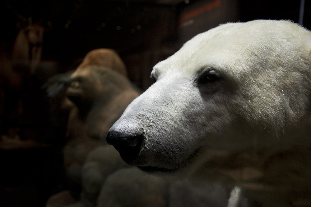Museum für Naturkunde Berlin, ausgestopfter Eisbär Knut