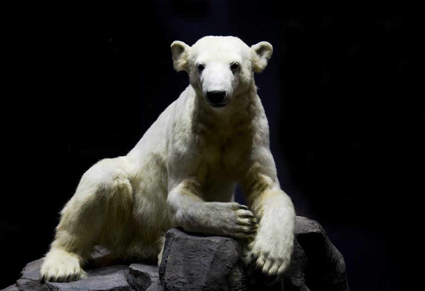 Museum für Naturkunde Berlin, Eisbär Knut, präpariert