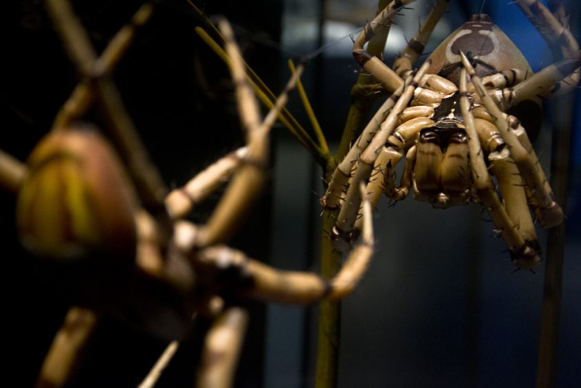 Museum für Naturkunde Berlin, Spinnen-Modelle von Alfred Keller
