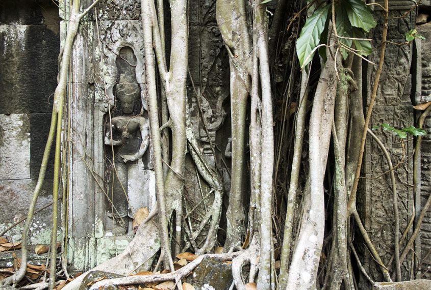 Angkor, Ta Prohm, Apsara, Würgefige