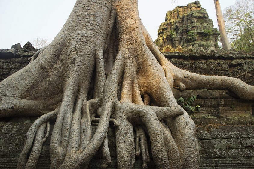 Angkor, Ta Prohm, Würgefeige