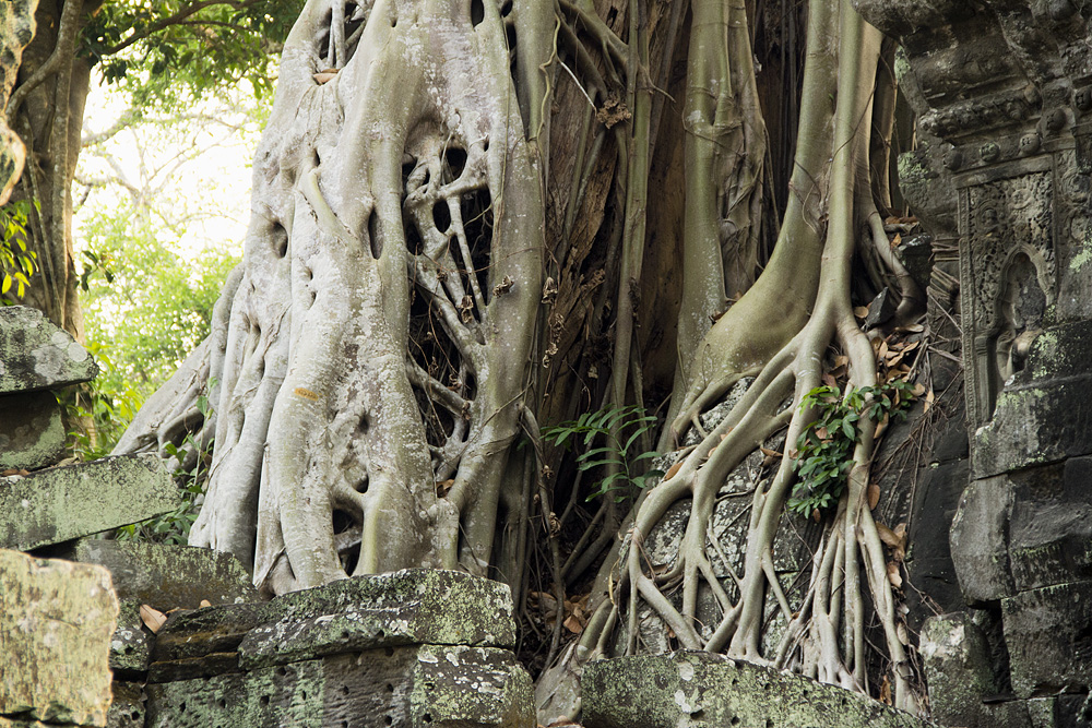 Angkor, Ta Prohm, Würgefeige