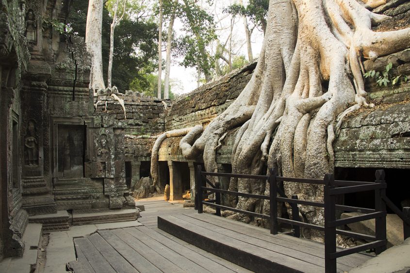 Angkor, Ta Prohm, Würgefeige