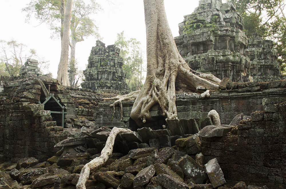 Angkor, Ta Prohm, Würgefeige