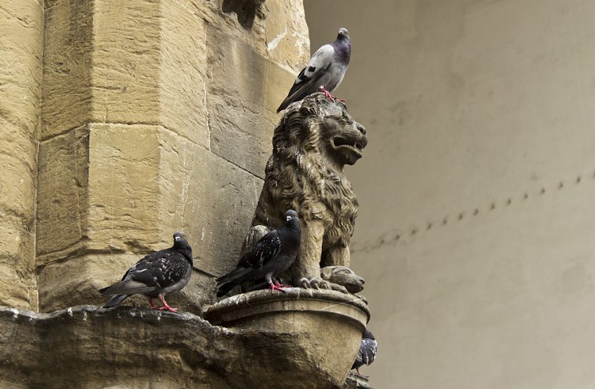 Fabian Fröhlich, Florenz, Loggia dei Lanzi, Löwe