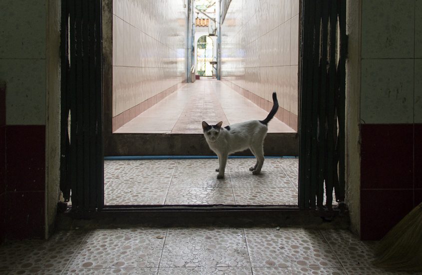 Yangon, Chinesischer Tempel, Katze