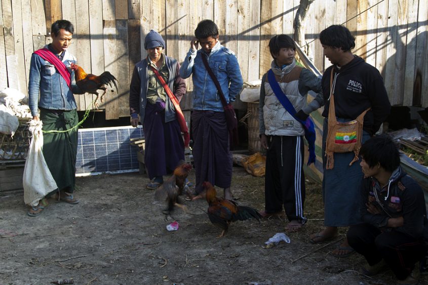 Myanmar, Inle-See, Markt in Kyauk Taung, Hahnenkampf