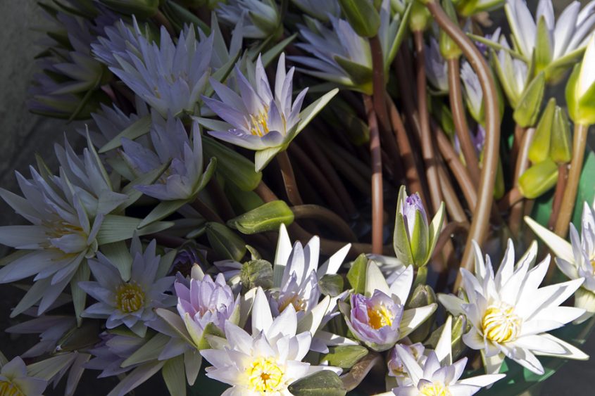 Mandalay, Lotisblüten