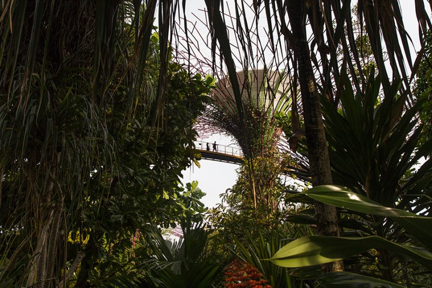 Fabian Fröhlich, Singapore, Gardens by the Bay, Supertrees, Sky