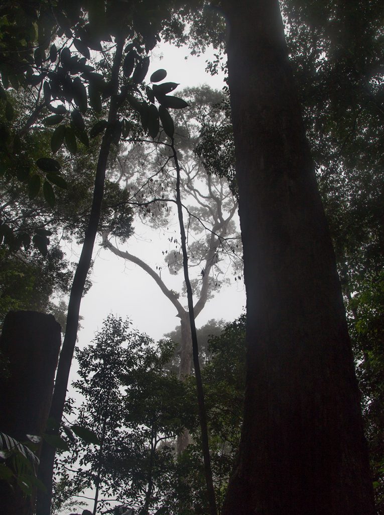 Regenwald, Gunung Leuser National Park, Rainforest, Sumatar, Fabian Fröhlich