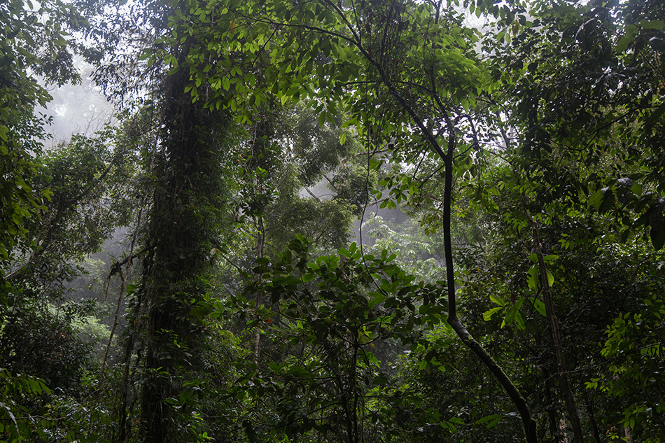 Regenwald, Gunung Leuser National Park, Rainforest, Sumatar, Fabian Fröhlich