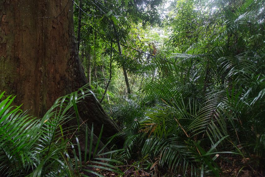 Regenwald, Gunung Leuser National Park, Rainforest, Sumatar, Fabian Fröhlich