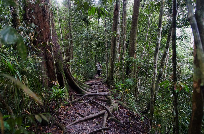 Regenwald, Gunung Leuser National Park, Rainforest, Sumatar, Fabian Fröhlich