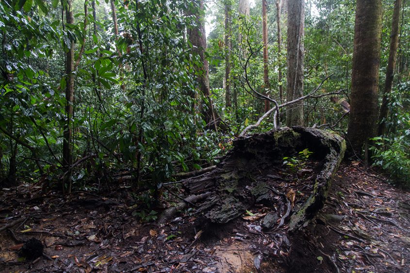 Regenwald, Gunung Leuser National Park, Rainforest, Sumatar, Fabian Fröhlich