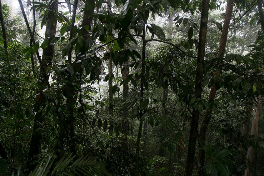 Regenwald, Gunung Leuser National Park, Rainforest, Sumatar, Fabian Fröhlich