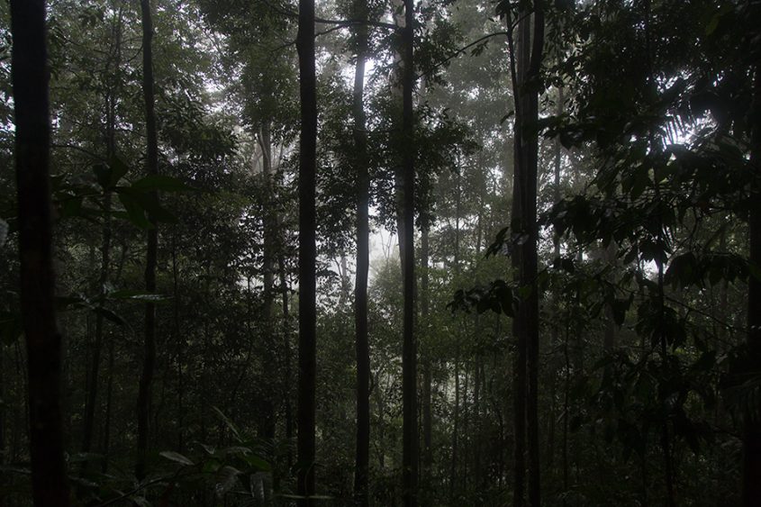 Regenwald, Gunung Leuser National Park, Rainforest, Sumatar, Fabian Fröhlich