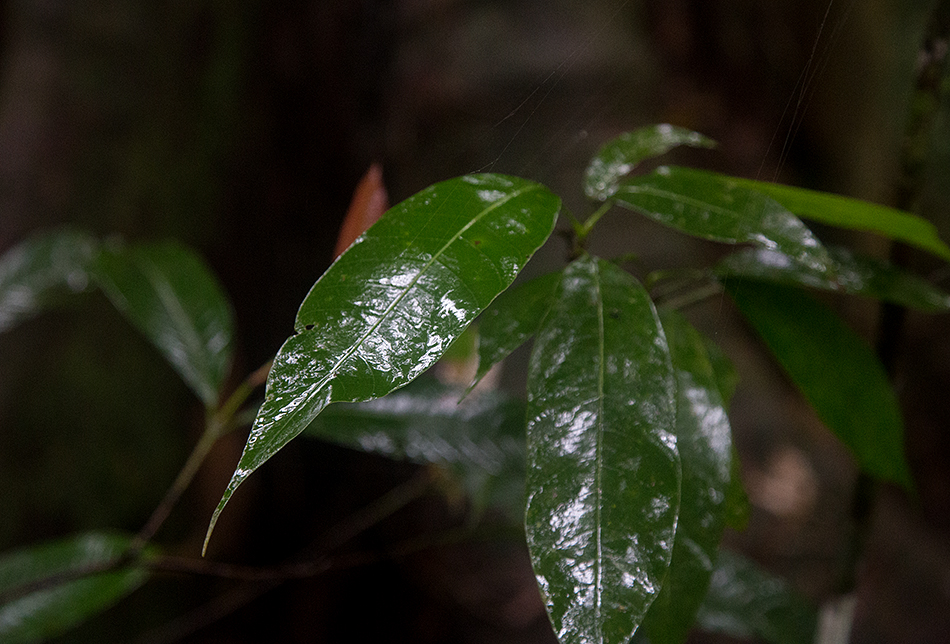 Leaves, Gunung Leuser National Park, Rainforest, Sumatar, Fabian Fröhlich