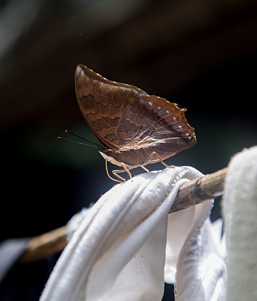 Butterfly, Gunung Leuser National Park, Rainforest, Sumatar, Fabian Fröhlich