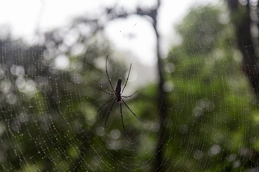 Spider, Gunung Leuser National Park, Rainforest, Sumatar, Fabian Fröhlich