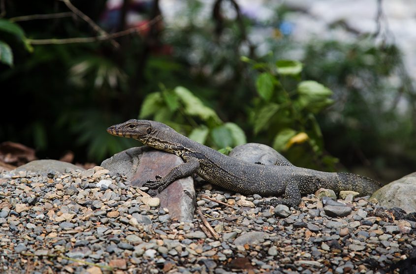 Bindenwaran, Gunung Leuser National Park, Rainforest, Sumatar, Fabian Fröhlich