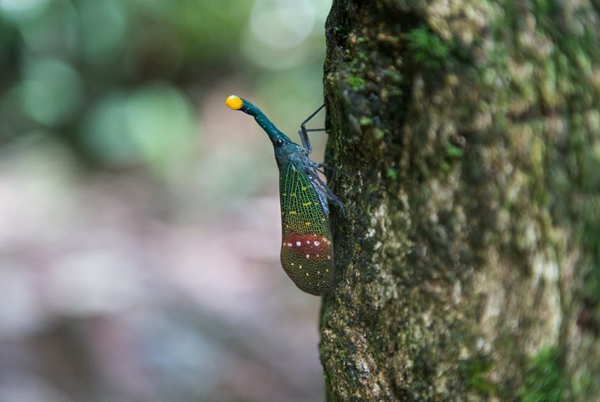 Laternenzikade, Gunung Leuser National Park, Rainforest, Sumatar, Fabian Fröhlich