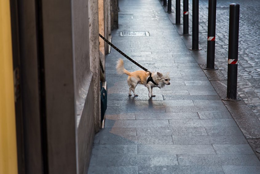 Rom, Hund