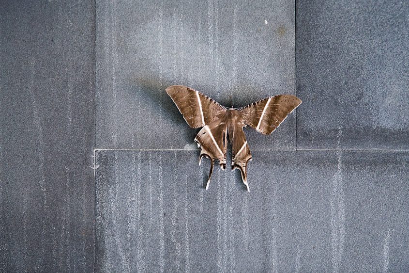 Fabian Fröhlich, Kuala Lumpur, Tropical Swallowtail Moth