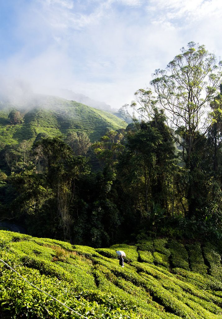 Fabian Fröhlich, Cameron Highlands, Boh Sungei Palas Tea Garden