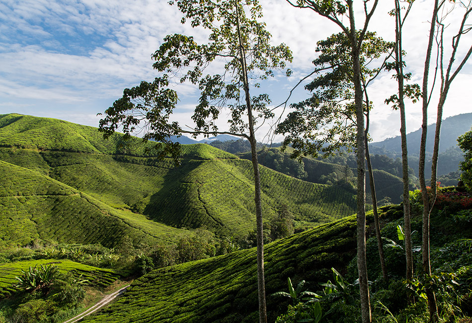 Fabian Fröhlich, Cameron Highlands, Boh Sungei Palas Tea Garden