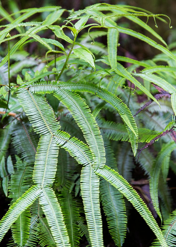 Fabian Fröhlich, Cameron Highlands, Gunung Brinchang, Mossy Forest