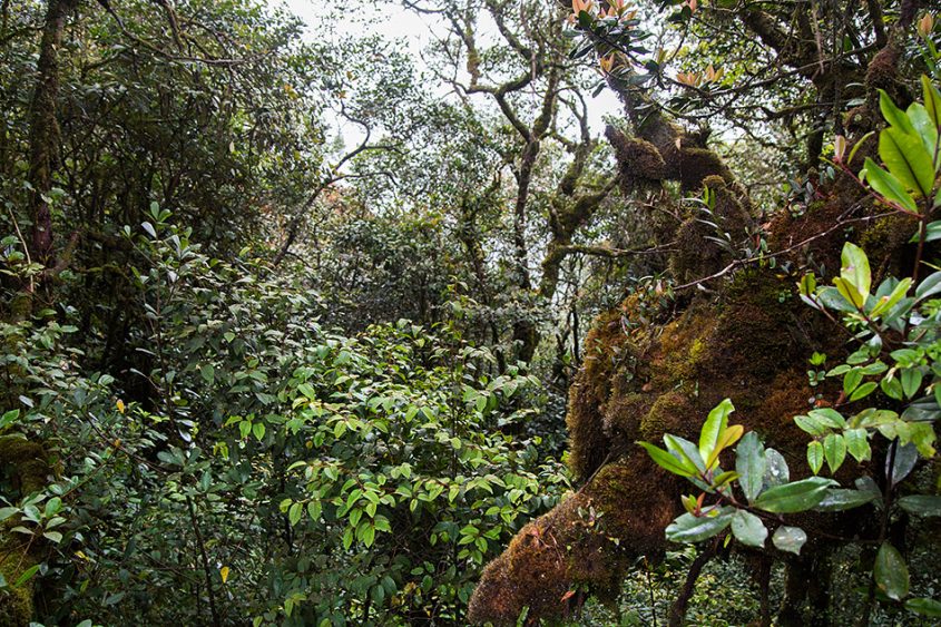 Fabian Fröhlich, Cameron Highlands, Gunung Brinchang, Mossy Forest